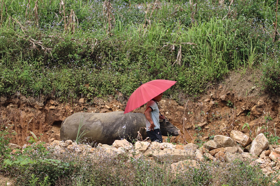 Photo Turnips, villagers